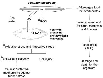 The Phycotoxin Domoic Acid as a Potential Factor for Oxidative Alterations Enhanced by Climate Change